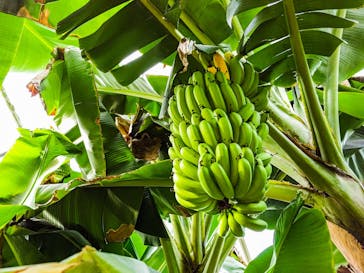 熱川バナナワニ園に投稿された画像（2021/10/22）