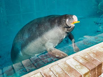 熱川バナナワニ園に投稿された画像（2021/10/22）