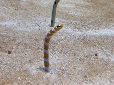 島根県立 しまね海洋館に投稿された画像（2021/10/22）