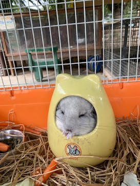 しろとり動物園に投稿された画像（2021/10/22）