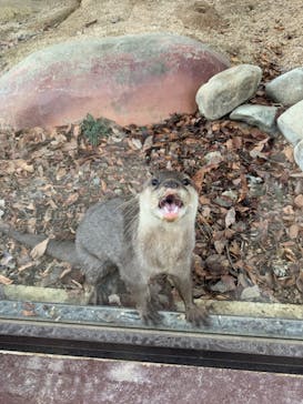 しろとり動物園に投稿された画像（2021/10/22）