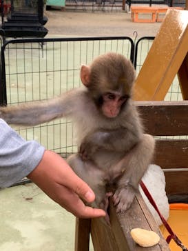 しろとり動物園に投稿された画像（2021/10/22）