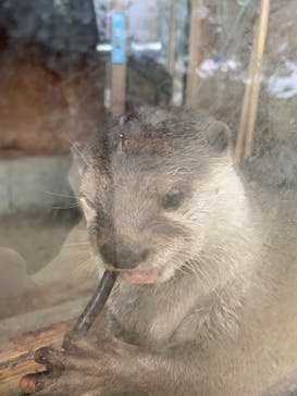 しろとり動物園に投稿された画像（2021/10/22）