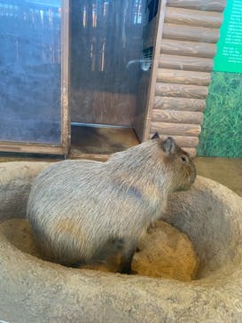 新江ノ島水族館に投稿された画像（2021/10/23）