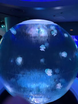 新江ノ島水族館に投稿された画像（2021/10/23）