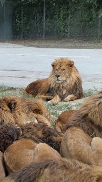 群馬サファリパークに投稿された画像（2021/10/23）