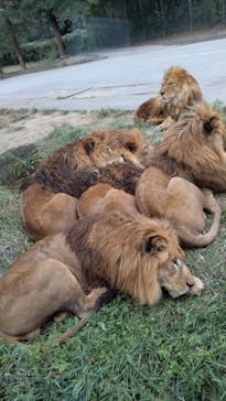 群馬サファリパークに投稿された画像（2021/10/23）