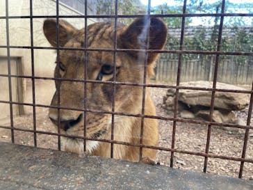 群馬サファリパークに投稿された画像（2021/10/23）