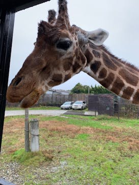 那須サファリパークに投稿された画像（2021/10/23）