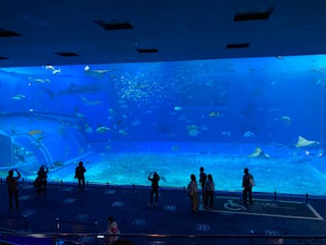 沖縄美ら海水族館に投稿された画像（2021/10/23）