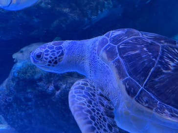 マクセル アクアパーク品川に投稿された画像（2021/10/23）