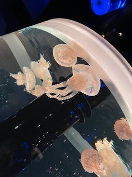 マクセル アクアパーク品川に投稿された画像（2021/10/23）