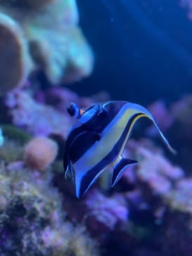 マクセル アクアパーク品川に投稿された画像（2021/10/23）