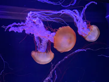 すみだ水族館に投稿された画像（2021/10/23）