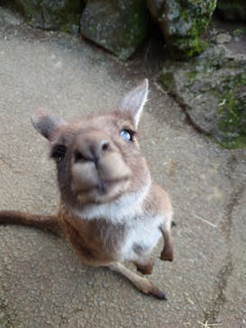 伊豆シャボテン動物公園に投稿された画像（2021/10/23）