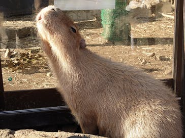 伊豆シャボテン動物公園に投稿された画像（2021/10/23）