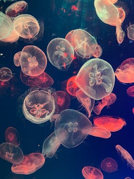 名古屋港水族館に投稿された画像（2021/10/23）