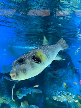 しながわ水族館に投稿された画像（2021/10/23）