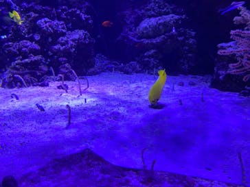 マクセル アクアパーク品川に投稿された画像（2021/10/23）