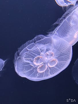 サンシャイン水族館に投稿された画像（2021/10/23）
