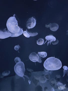 サンシャイン水族館に投稿された画像（2021/10/23）