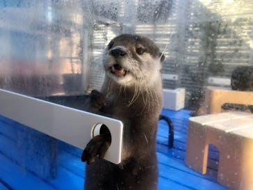 カワウソカフェHARRY原宿テラス店に投稿された画像（2021/10/23）