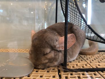 カワウソカフェHARRY原宿テラス店に投稿された画像（2021/10/23）