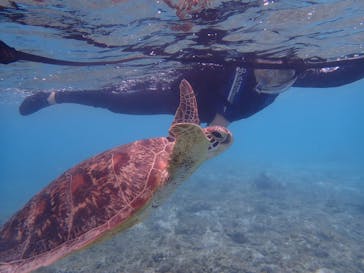 マリンヴィレッジ奄美に投稿された画像（2021/10/23）