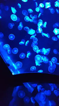 すみだ水族館に投稿された画像（2021/10/23）