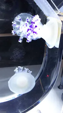 すみだ水族館に投稿された画像（2021/10/23）