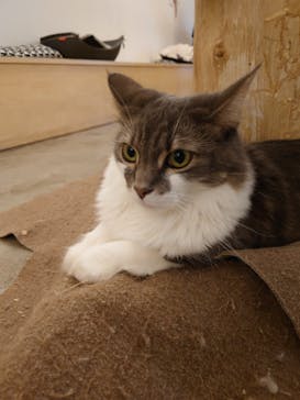 Moff アニマル カフェ イーアス 高尾店に投稿された画像（2021/10/23）