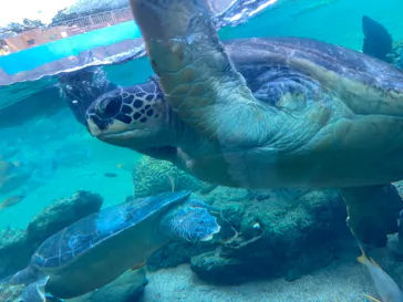 横浜・八景島シーパラダイスに投稿された画像（2021/10/23）