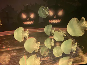 すみだ水族館に投稿された画像（2021/10/23）