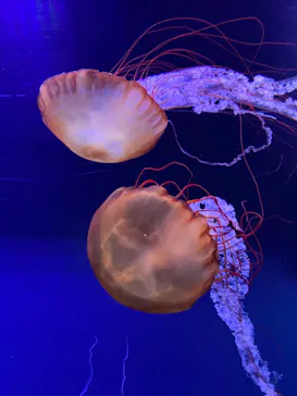 すみだ水族館に投稿された画像（2021/10/23）