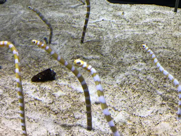 すみだ水族館に投稿された画像（2021/10/23）