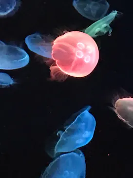 すみだ水族館に投稿された画像（2021/10/23）