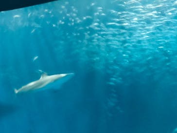 名古屋港水族館に投稿された画像（2021/10/23）