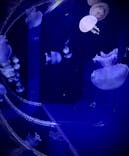 すみだ水族館に投稿された画像（2021/10/24）