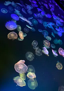 すみだ水族館に投稿された画像（2021/10/24）