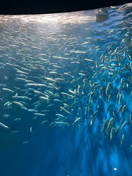 名古屋港水族館に投稿された画像（2021/10/24）