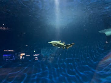 アクアワールド茨城県大洗水族館に投稿された画像（2021/10/24）