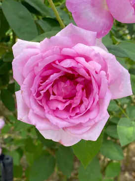 ひらかたパークに投稿された画像（2021/10/24）