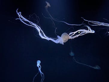 サンシャイン水族館に投稿された画像（2021/10/24）