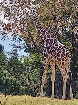 天王寺動物園に投稿された画像（2021/10/24）