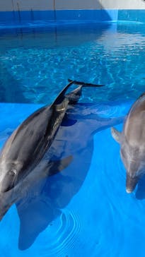 大分マリーンパレス水族館 「うみたまご」に投稿された画像（2021/10/24）