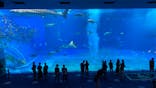 沖縄美ら海水族館に投稿された画像（2021/10/24）