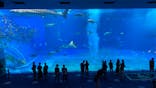 沖縄美ら海水族館に投稿された画像（2021/10/24）