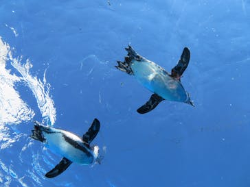 サンシャイン水族館に投稿された画像（2021/10/24）