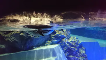 すみだ水族館に投稿された画像（2021/10/24）