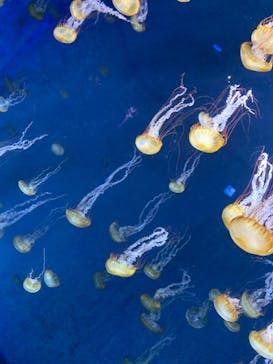 新江ノ島水族館に投稿された画像（2021/10/24）